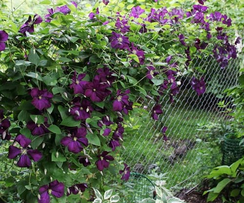 Красивый забор сетки рабицы с цветами